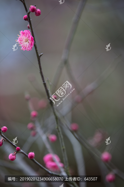 梅花-匯圖網(wǎng) www.fosd68.com 梅花