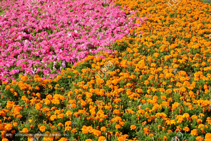 鲜花背景