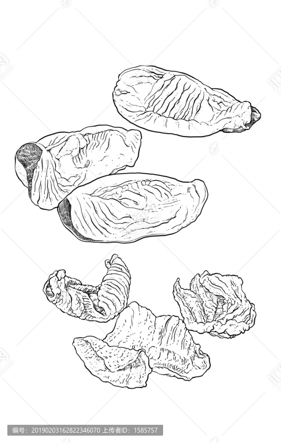 手繪炒雞內(nèi)金