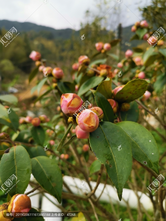 山茶花