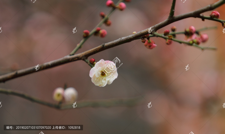 梅花特写