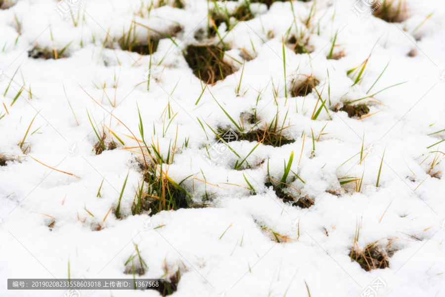 雪中草地