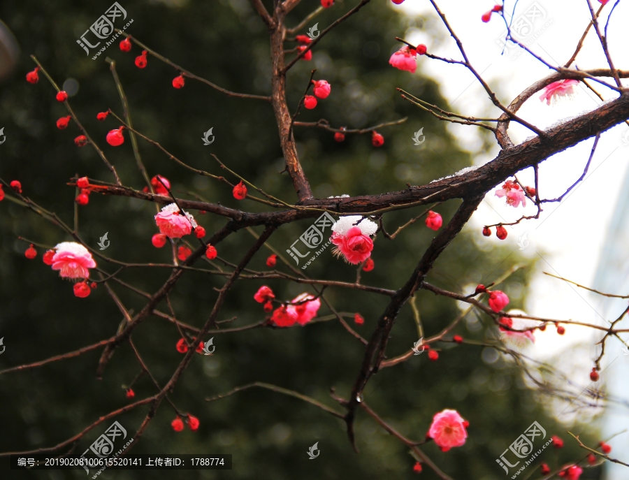 傲雪梅花