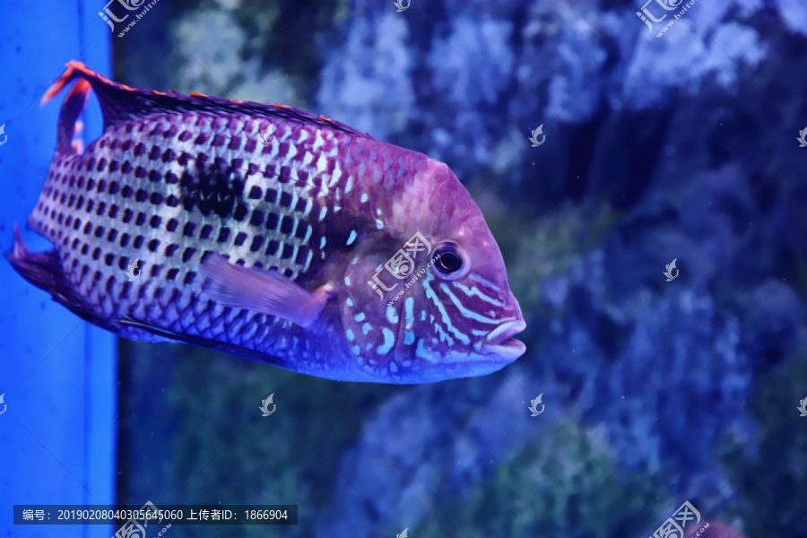 红尾皇冠鱼