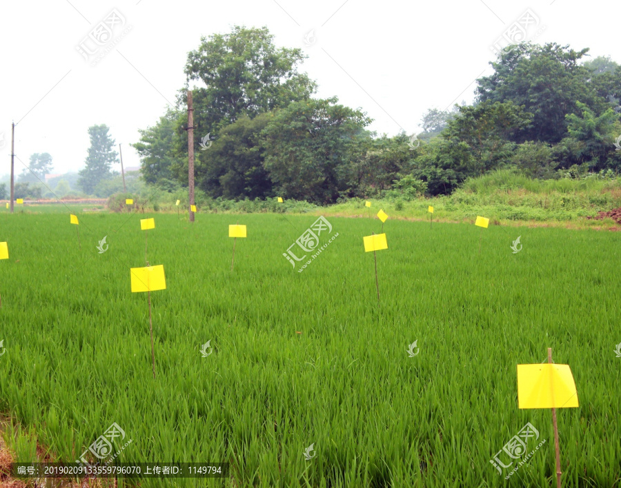 水稻种植技术