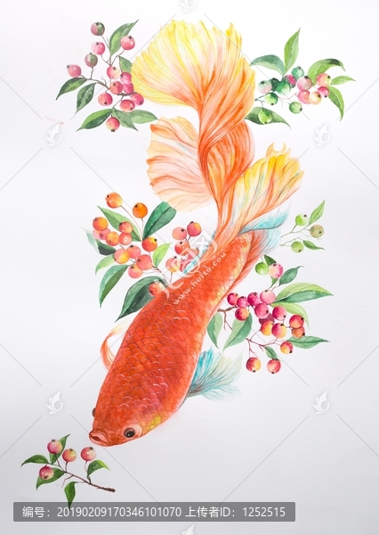 水彩锦鲤鱼