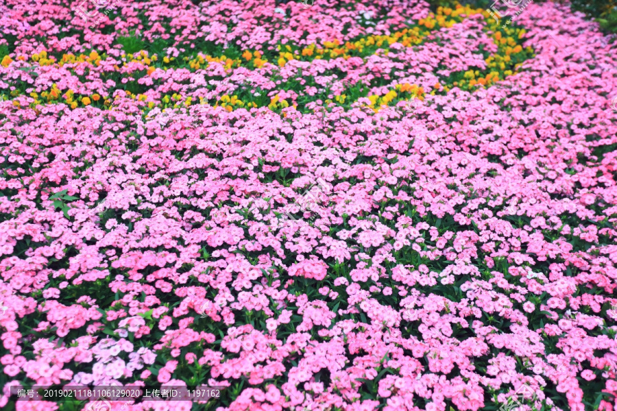 花墙花海