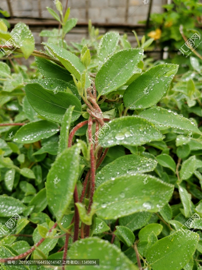 金银花