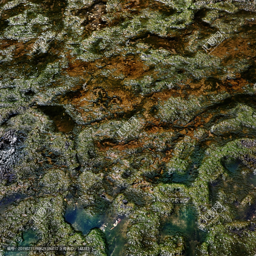 熔岩珊瑚