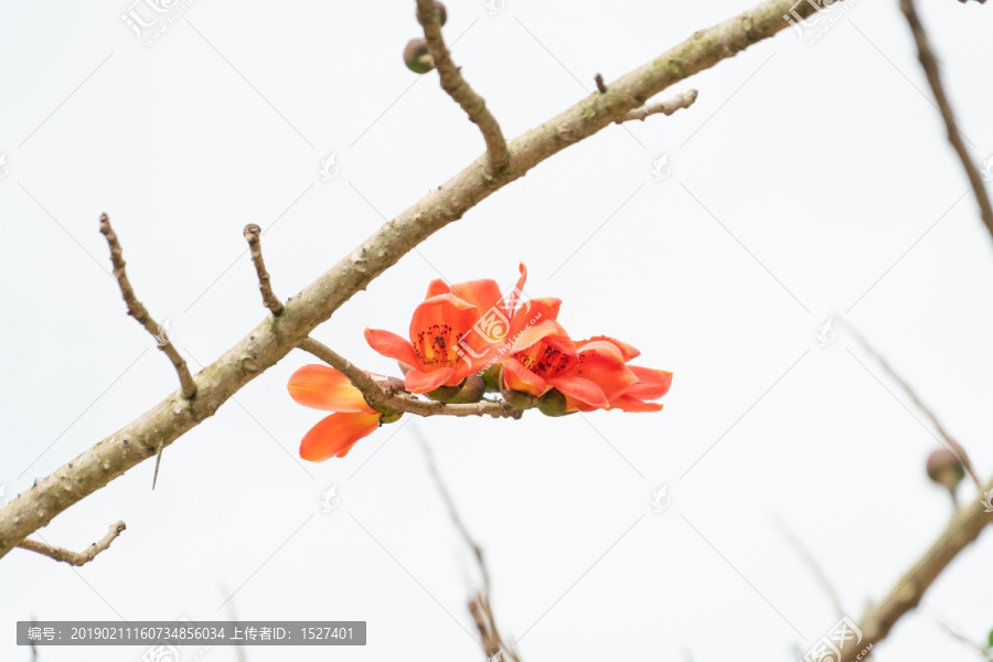 春天里的木棉花