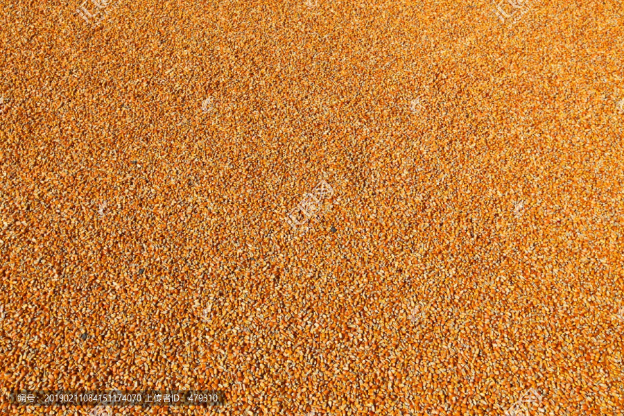 玉米玉米粒玉米纹理