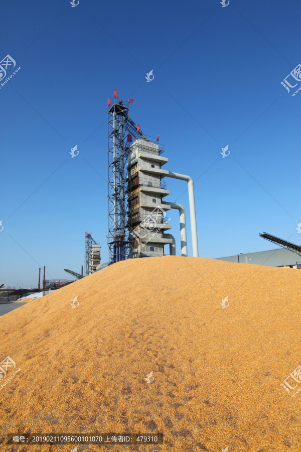 玉米粮食粮仓苞米玉米堆