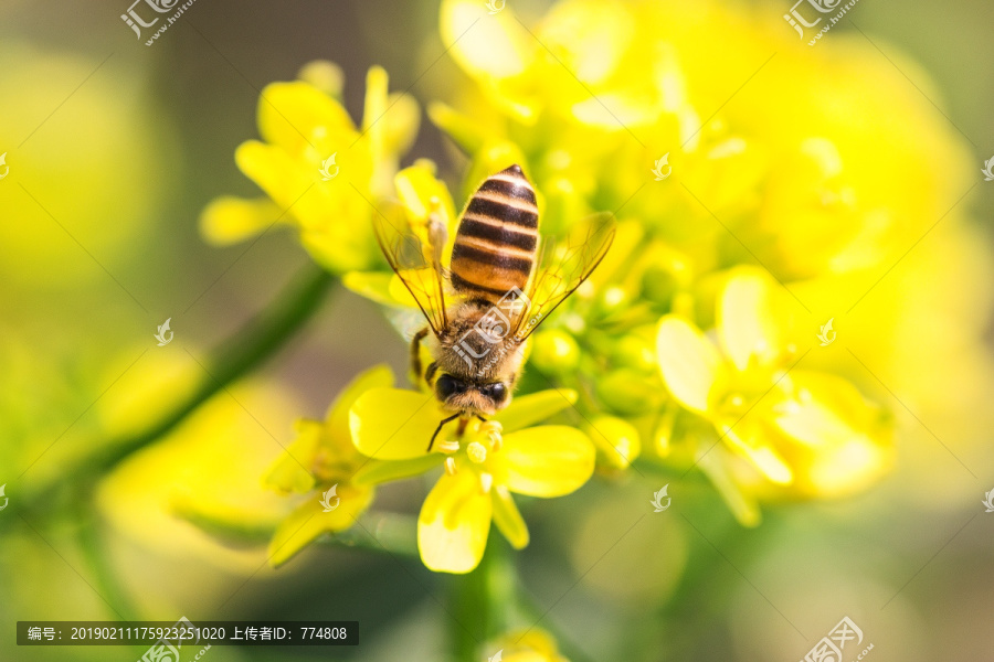 蜜蜂采蜜