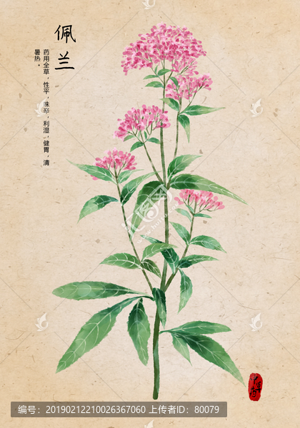 佩蘭