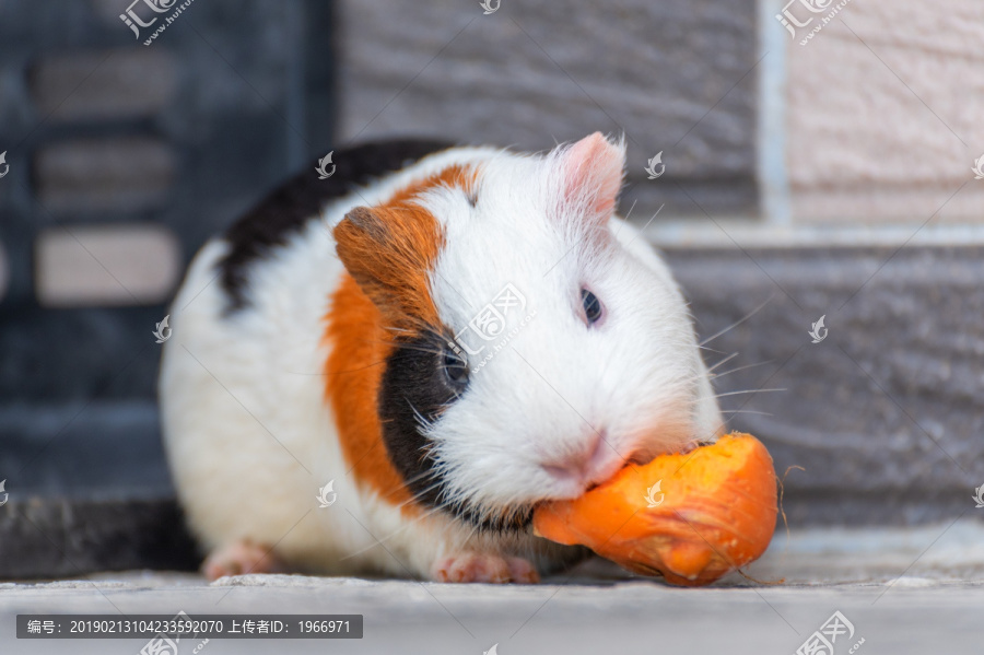 在墙角吃红萝卜的豚鼠