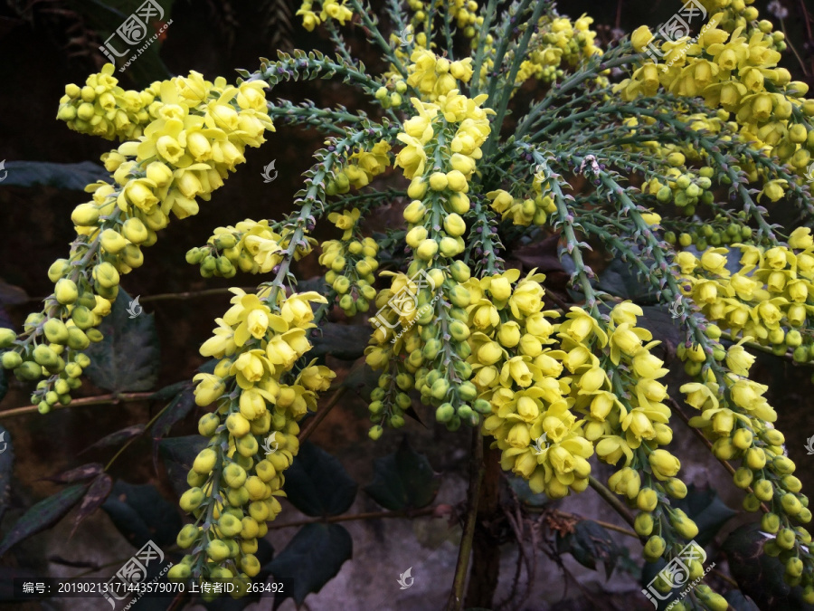 黄秧木花