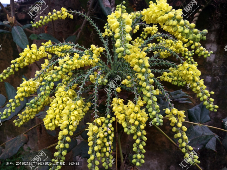 黄秧木花