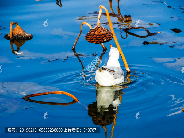 荷塘海鸥