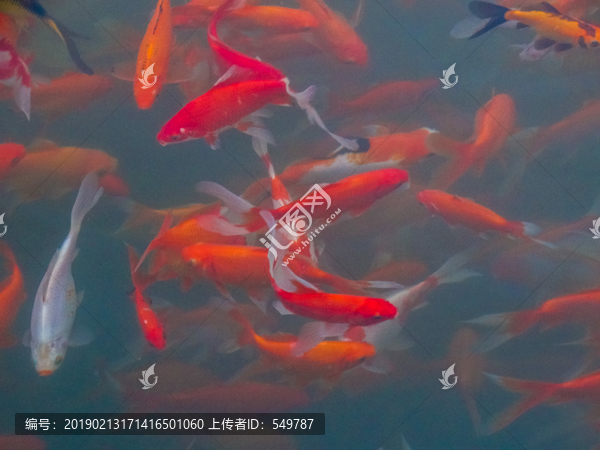 一群红鱼