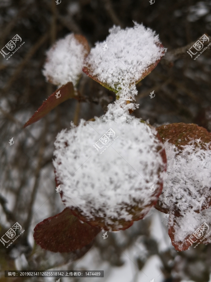 树叶积雪