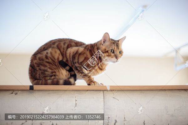 孟加拉豹猫