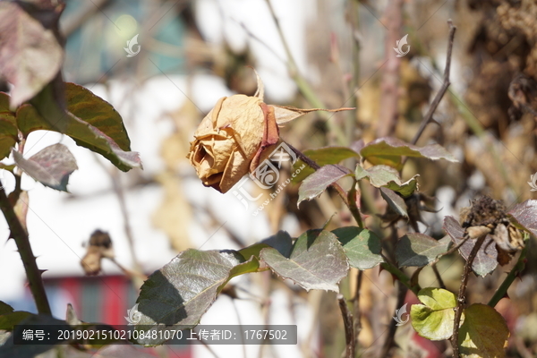 冬季枯萎的月季花