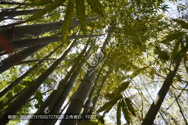海南两院植物园的竹子
