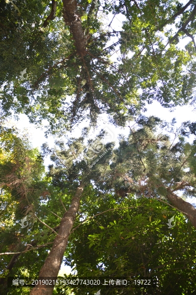 海南两院植物园的古树