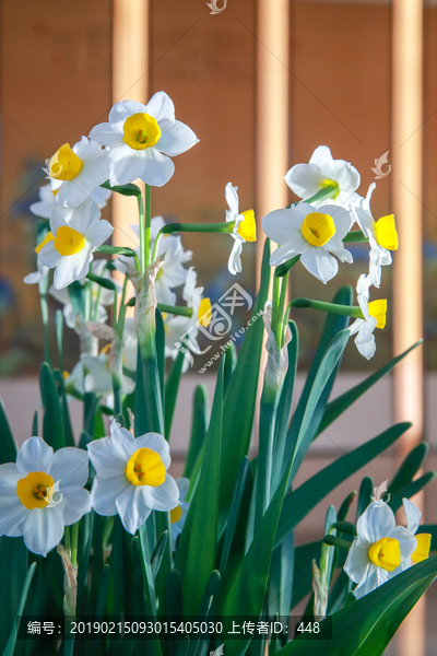 水仙花