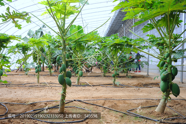 水果大棚