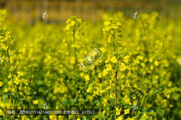 油菜花