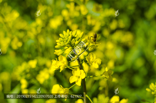 油菜花