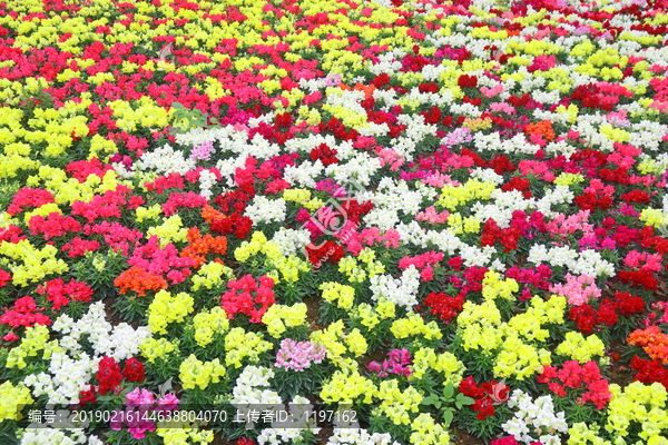 花墙花海