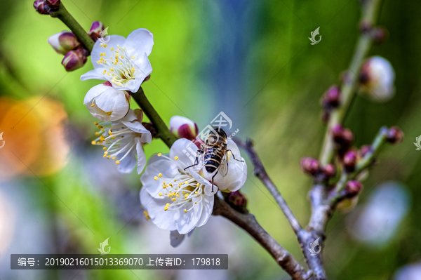 白色梅花