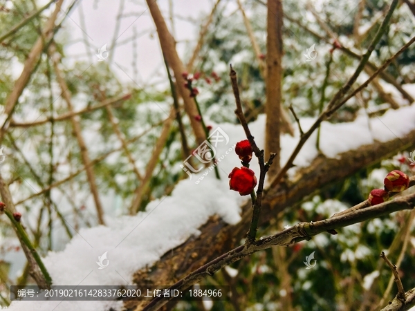 雪中梅