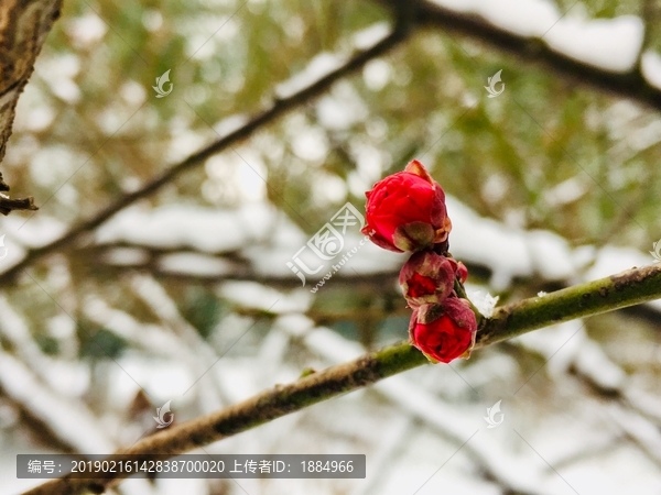 雪中梅