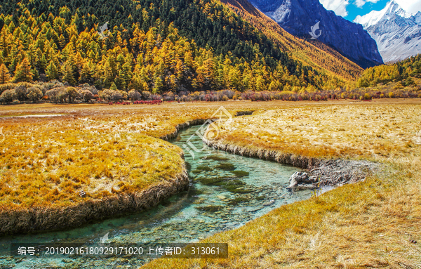 稻城亚丁贡嘎银沟秋季秋景