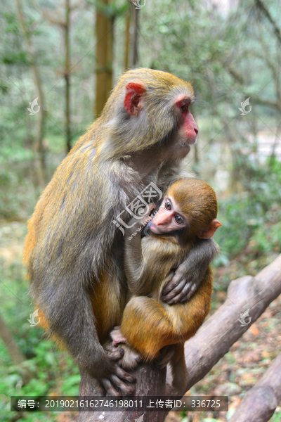猴妈妈和猴宝宝