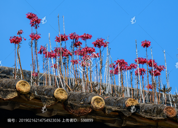 屋顶上的红花