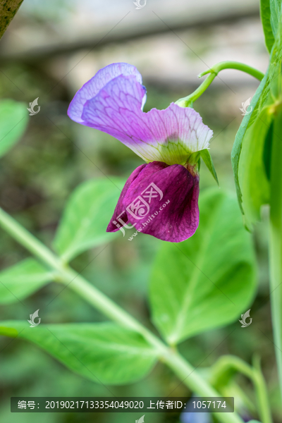 豌豆花