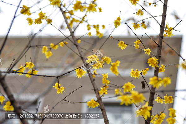 黄梅花