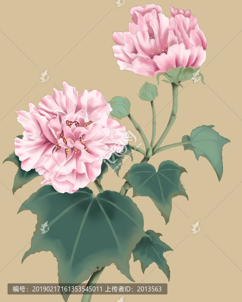 工筆芙蓉