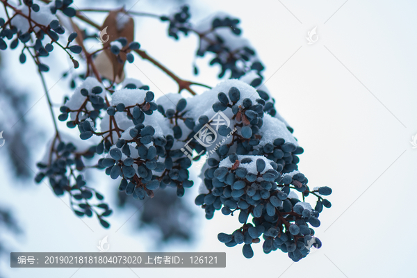 雪景