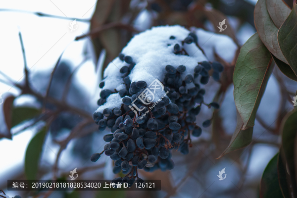 雪景