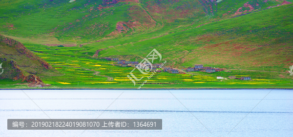 西藏羊卓雍錯羊湖油菜花