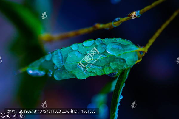 雨后新竹