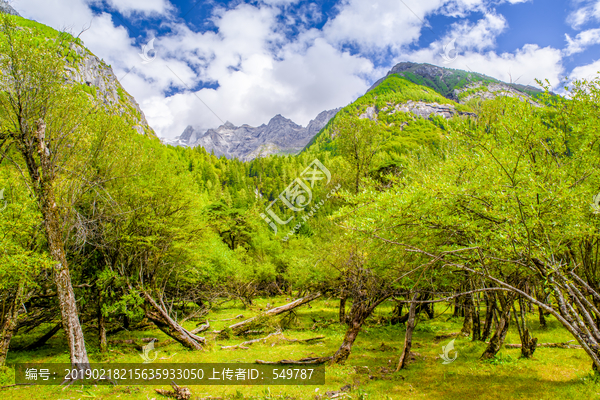 高山牧场