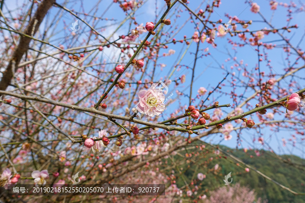 梅花