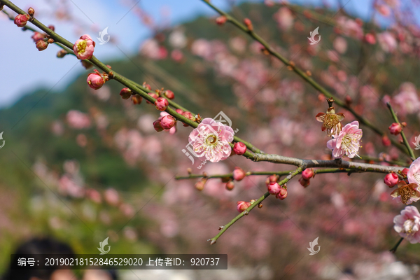 梅花