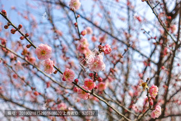 梅花